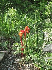 Дифелипеа красная 001